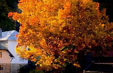 Das Alte Forsthaus Spiegelhütte - Foto 38