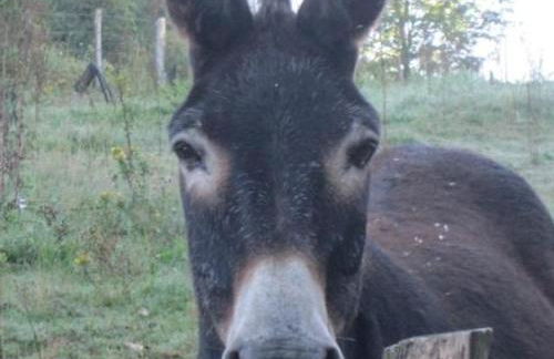 Grand gîte à Barrais-Bussolles avec cheminée et animaux acceptés - FR-1-489-21 - Foto 22