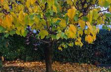 Villa gli Ulivi Chalten Apartment - Foto 25