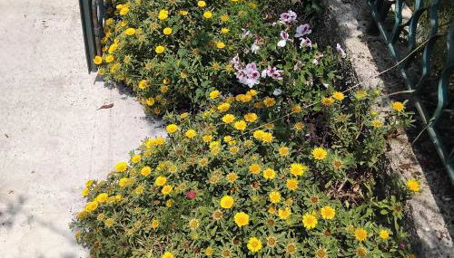 La Candelora Casa Vacanze - Foto 2