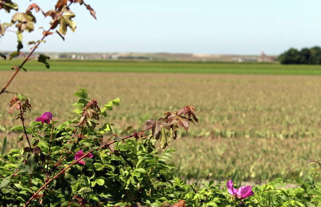 Luxurious Mansion in Callantsoog With Sauna - Photo 34