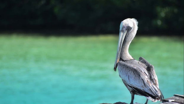 Un ave cerca de una de las lagunas de la reserva de Sian Ka'an