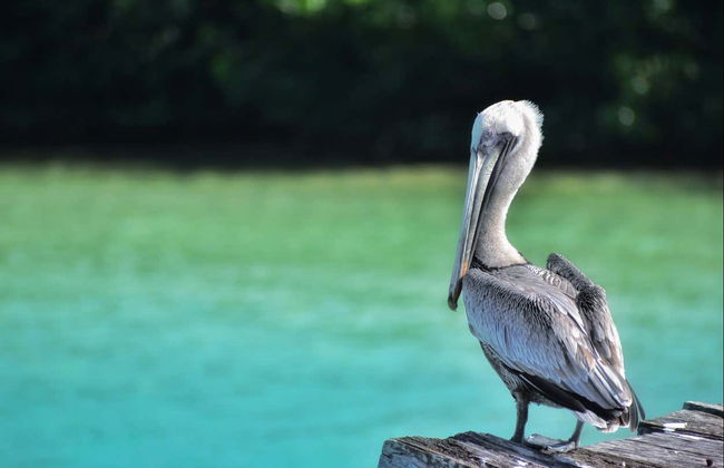 Bird Spotting in Sian Kaʼan Biosphere Reserve - Foto 2