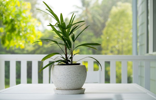 Trinity Collective - Foto 50