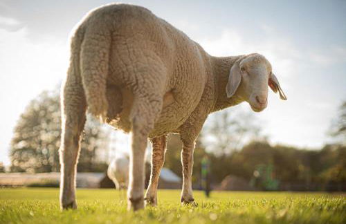 Glamping im beheizten Campingfass auf Leo's Farm - Foto 20