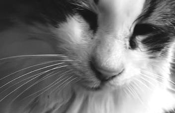 Wohnen im Fachwerk - Ferienwohnung Fenja - Foto 37