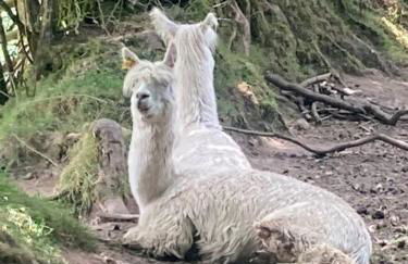 Ruby's Retreat! Farm Stay! North devon! Sleeps 6! Beaches Exmoor! - Foto 71