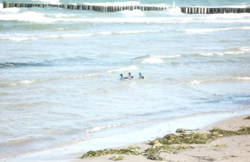 Villa Arosa Ostseetraum - Photo 33