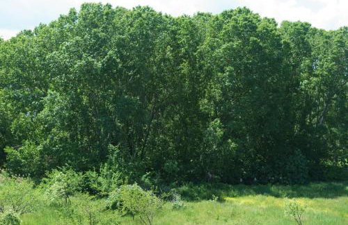 Achilleas Apartments - Foto 73