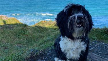 Characterful cottage near Tintagel and coast path - Foto 3, pet friendly