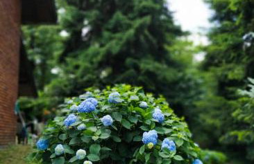 Old Chestnut Vacation Home - Foto 9