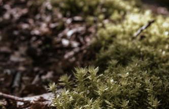 APARTMENTS mit PRIVAT SPA - Haus LuKa - Foto 1