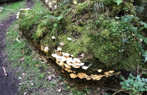 Frankenwald Ferienhaus FourStars am See in Lichtenberg, Bayern, Oberfranken, Bad Steben - Hof -Saale, Rennsteig - Foto 72