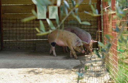 Agriturismo La Casuccia - Foto 72