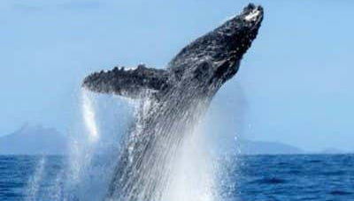 Whale breaching
