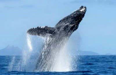 Ixtapa Zihuatanejo Whale Watching - Photo 5