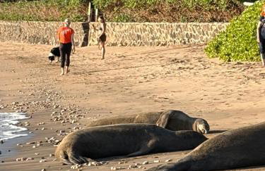Compass Blue Lahaina - Foto 32