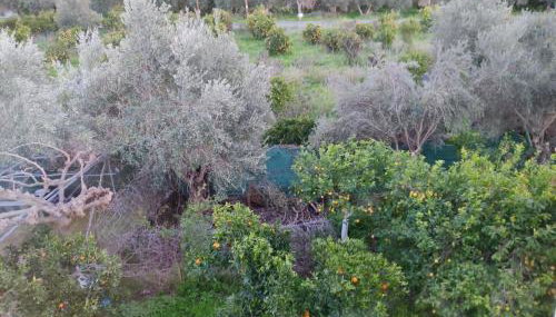 Orange Tree Garden vacation home - Foto 2