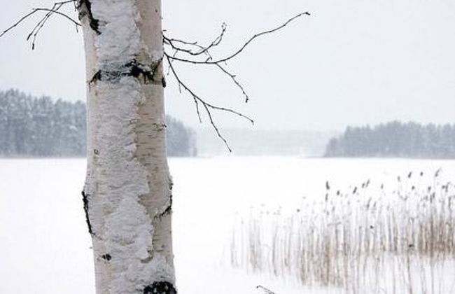 Kopinkallio 1 - Foto 20