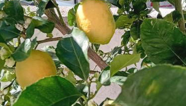 Da Monnedda - Foto 4