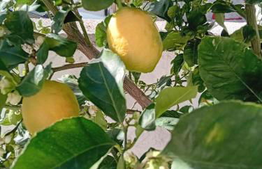 Da Monnedda - Foto 4