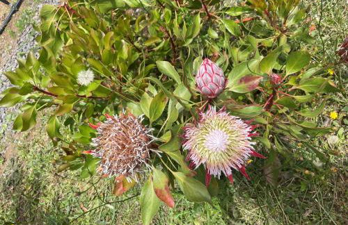 Villa da Silva (Heated Pool and Private Parking) - Foto 15