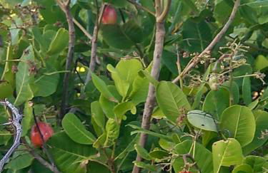 Loft 1 - Casa Aratu Guaiú Barra de Mamanguape - Photo 19