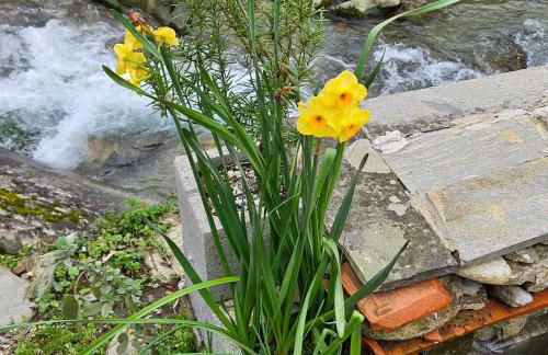 Gli Orti di Mulina le Apuane con parcheggio privato e WiFi - Foto 41