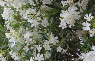 HOLIDAY HOME TORRE DELLE STELLE - Foto 12