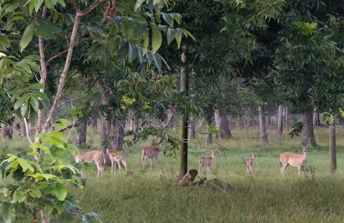 Countryside Bliss - Entire Home on 2 Acres - Foto 28