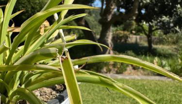 Il giardino - Foto 2