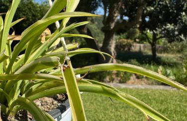Il giardino - Foto 2