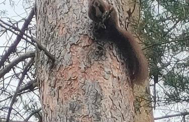 Gościnna Chatka - Foto 20