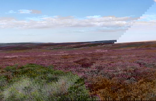 5m xl Bell Tent With log Burner, Near Whitby - Foto 19