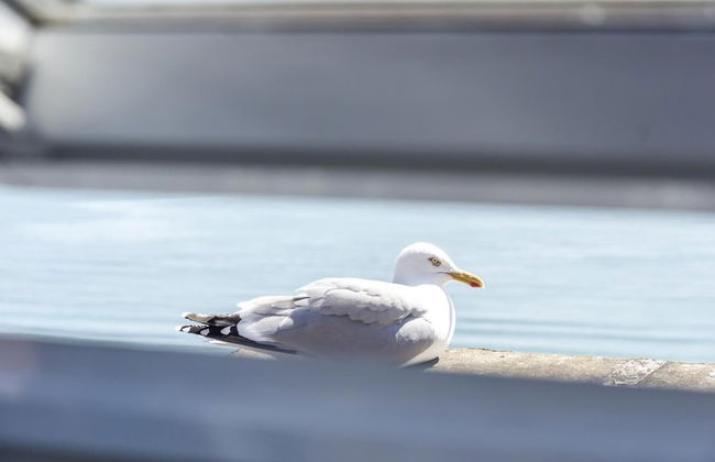 The Penthouse - Luxury 1 Bed - Panorama - Tenby - Foto 34