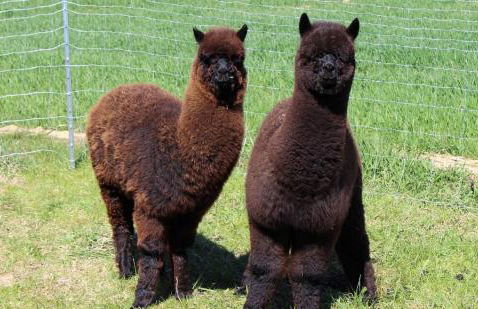 Ferienhof Schlag - Foto 7