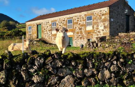 Adega do capitao - Foto 3