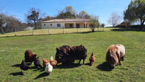 Chez Papi à Lascaux - Foto 3