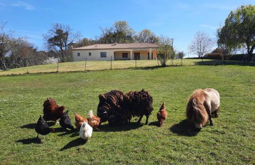 Chez Papi à Lascaux - Foto 3