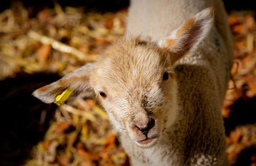 The Farm at Avebury - Foto 64