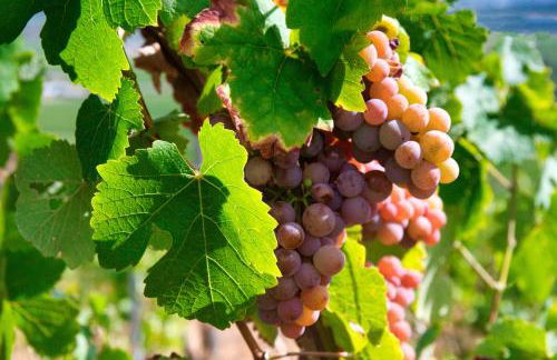 Gîte au Cœur des champs chez Sandrine et Manu - Foto 21