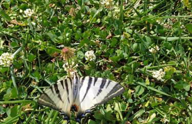 Azienda Agrituristica Il Moraiolo - Photo 16