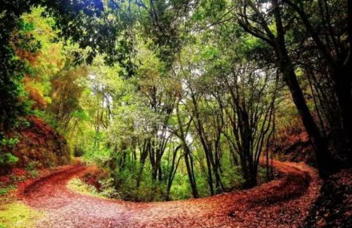 TenoHomes Elegant Hideaway in Nature - Foto 23