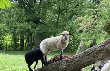 Le logis de la Grange aux Gîtes de l'Etang des Noues, - Photo 7