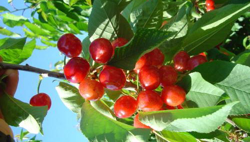 Casa Rural Casa Puntes - Foto 1