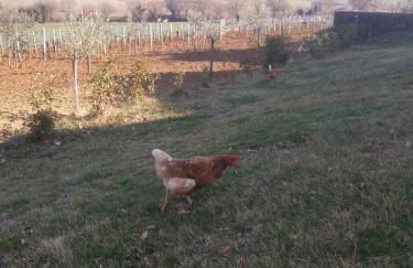 Agriturismo La Poderina - Foto 54