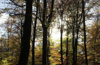 Un Balcon en Forêt - Foto 20