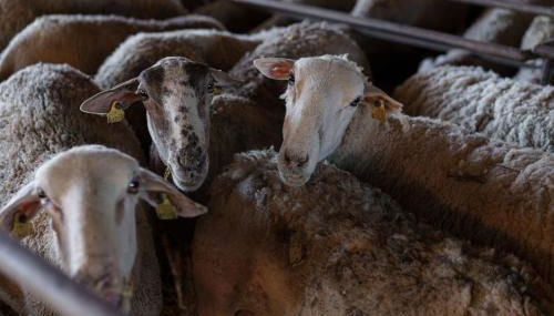 Mas El Brugué - Foto 4