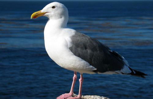 Haus zur Möwe - Poolnutzung - Garten - Tischtennis - Photo 69