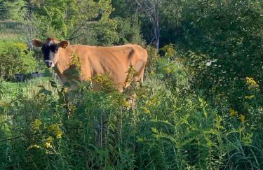 Farmhouse cabin close to Smugglers Notch - Foto 33